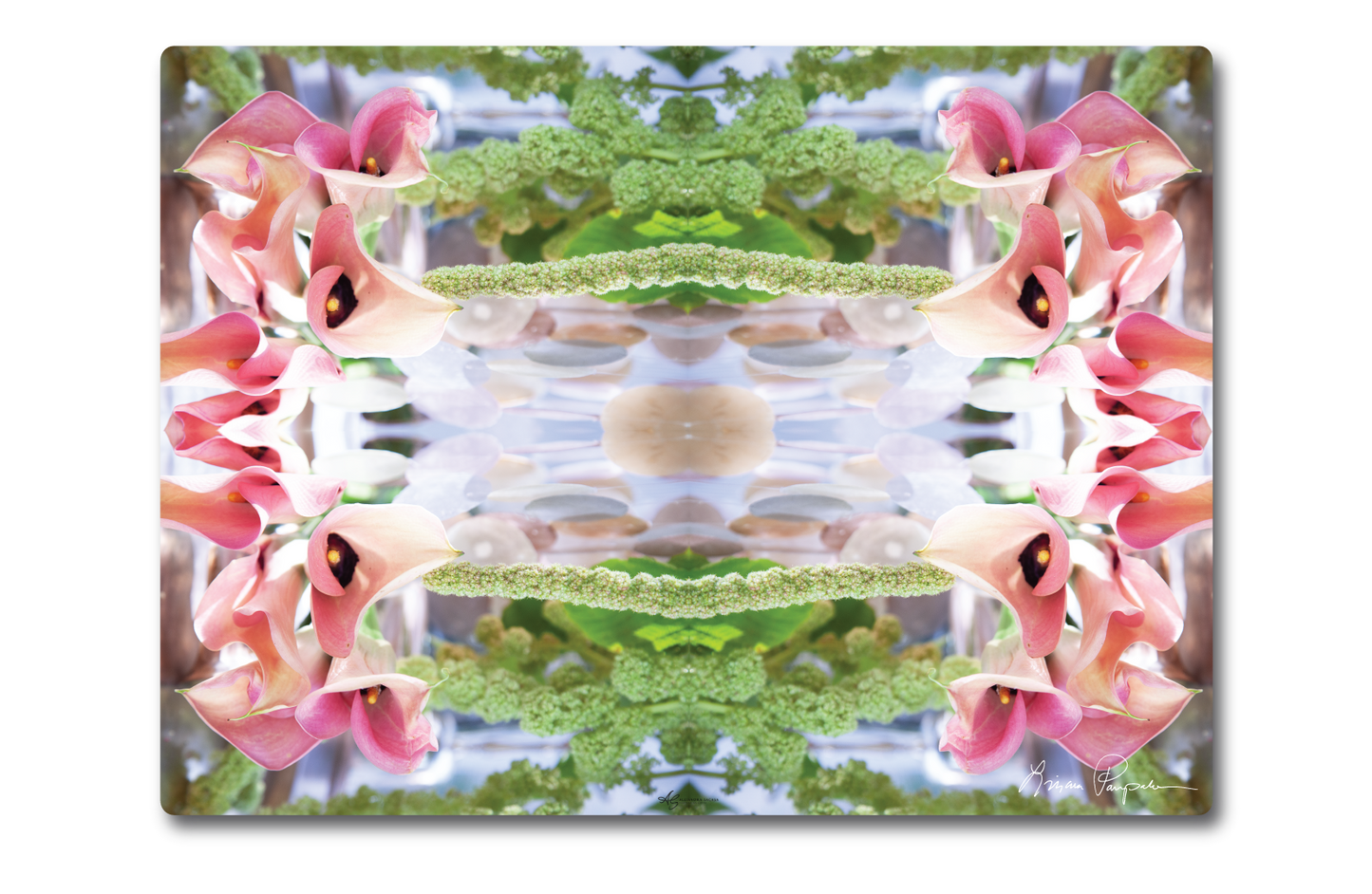 Blush Calla by LP