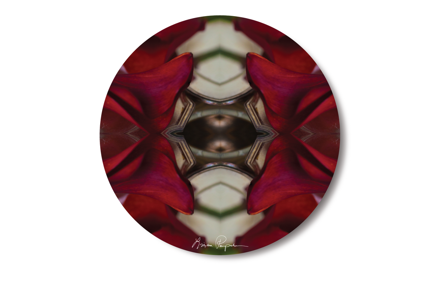 Burgandy Calla by LP