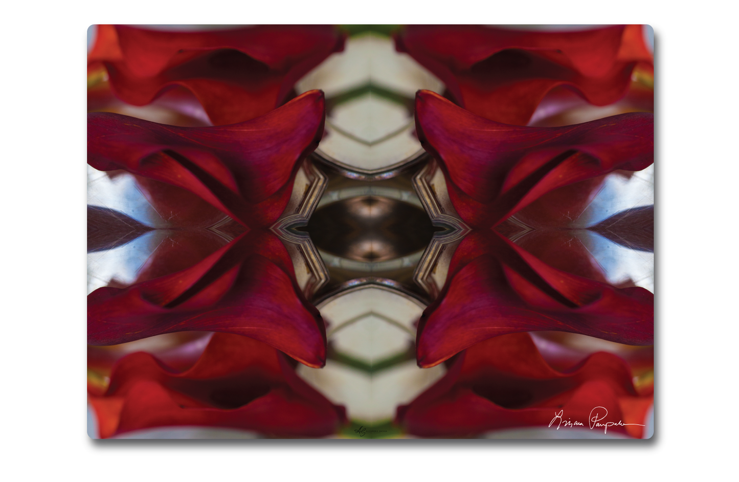 Burgandy Calla by LP