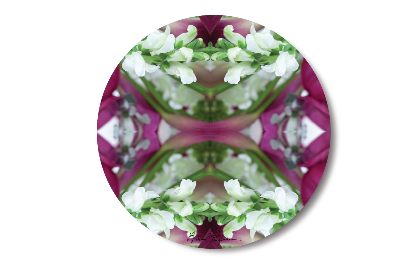 Fuchsia Summer by LP