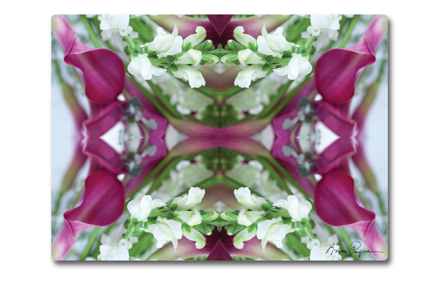 Fuchsia Summer by LP
