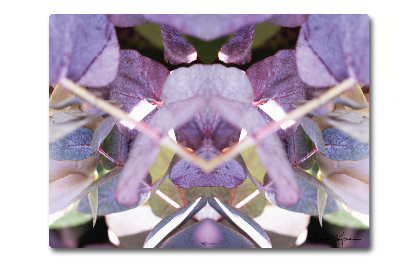 Lavender Rose 2 by LP