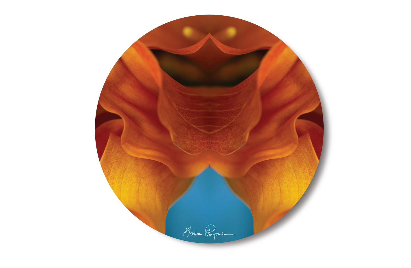 Soleil Calla by LP