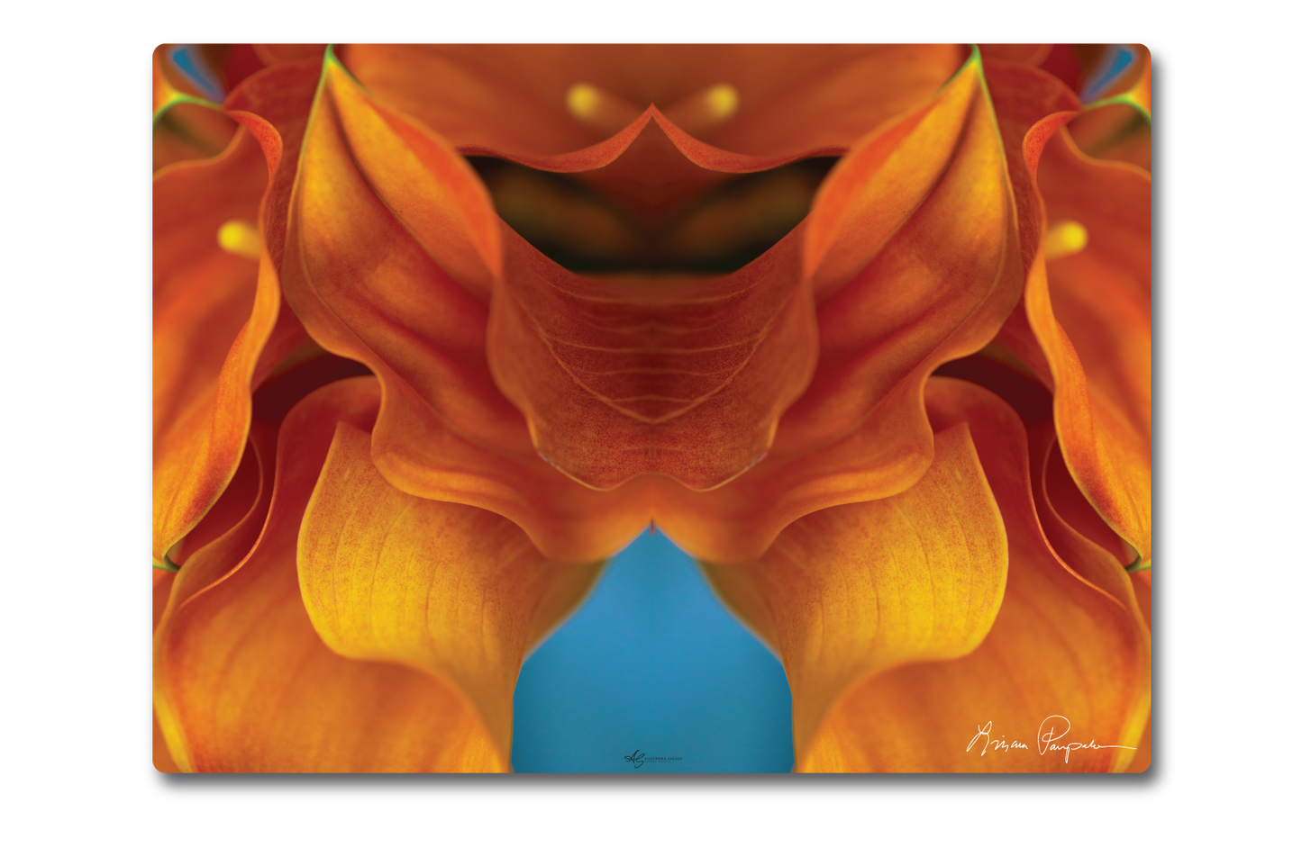 Soleil Calla by LP