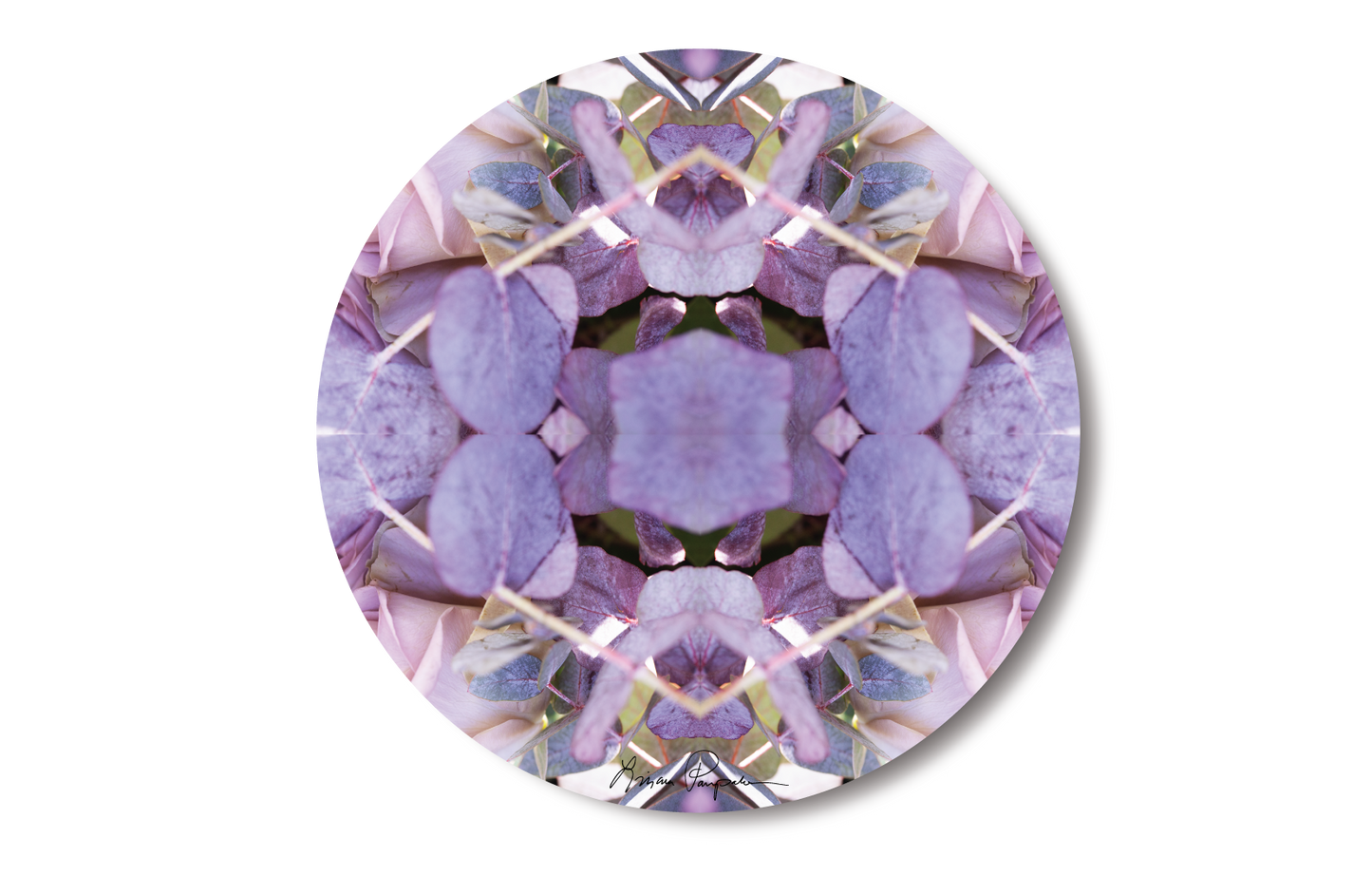 Lavender Rose 1 by LP