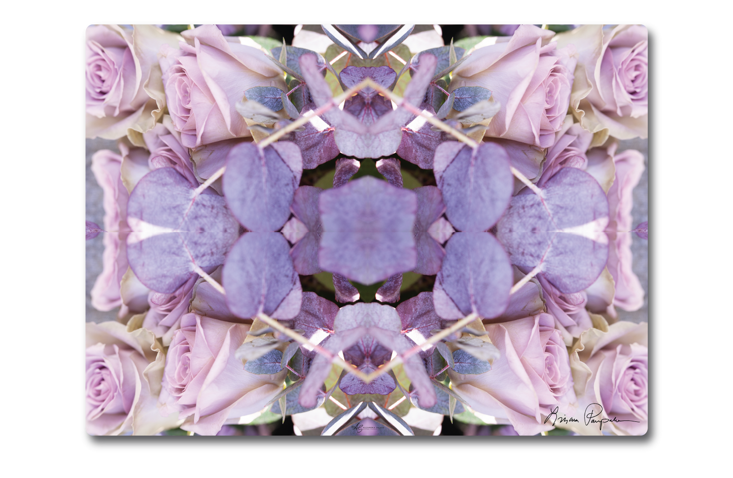 Lavender Rose 1 by LP