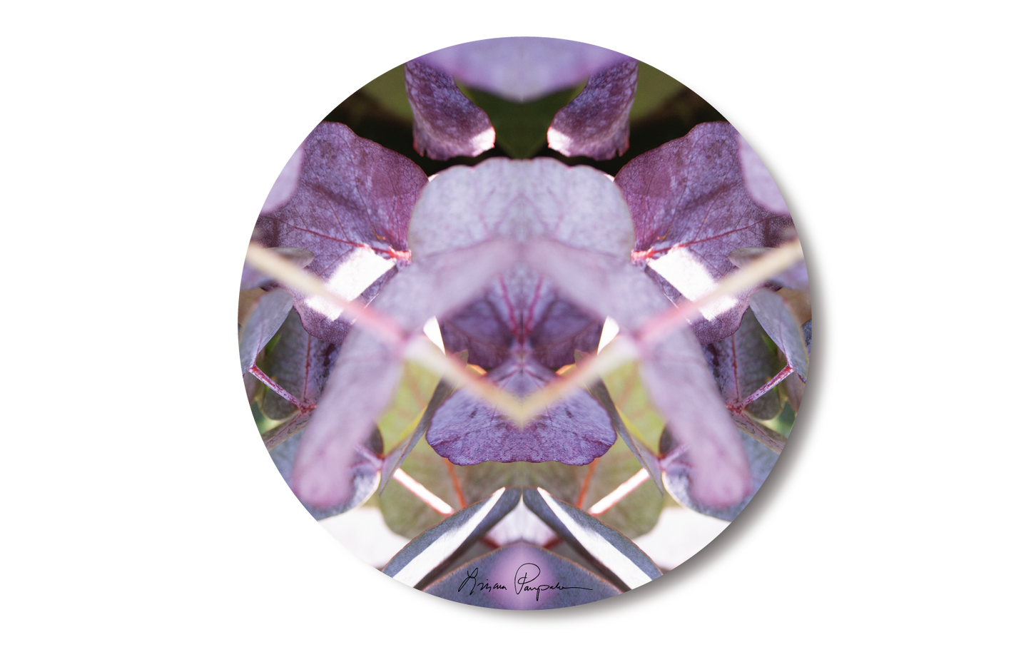 Lavender Rose 2 by LP